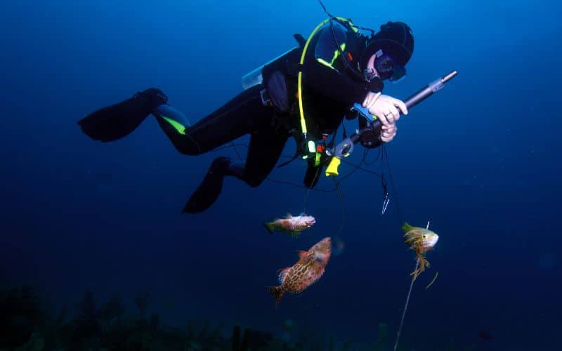 Miglior Fucile Subacqueo: Guida Definitiva 2023