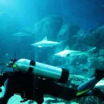 Attrezzatura Sub: Cosa serve a chi fa subacquea?