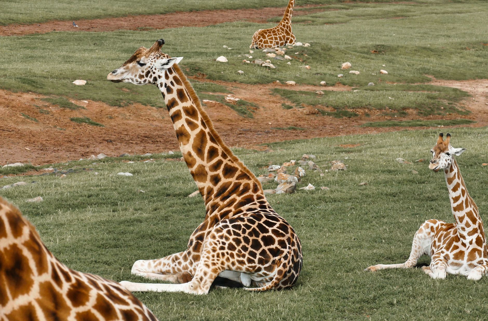 Safari in Tanzania: quando andare e come organizzarlo