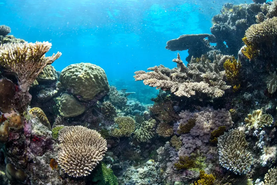Barriera Corallina Australiana: Guida 2026