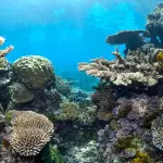 Barriera Corallina Australiana: Guida 2026