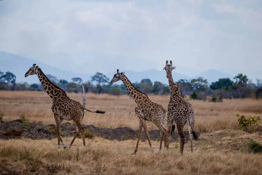 Safari Kenya: quando andare e quali parchi scegliere