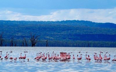 Lago Nakuru National Park foto