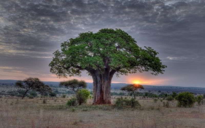 Tarangire-baobab-foto