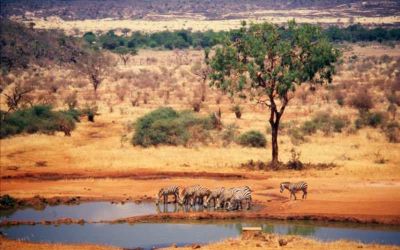 Tsavo National Park foto