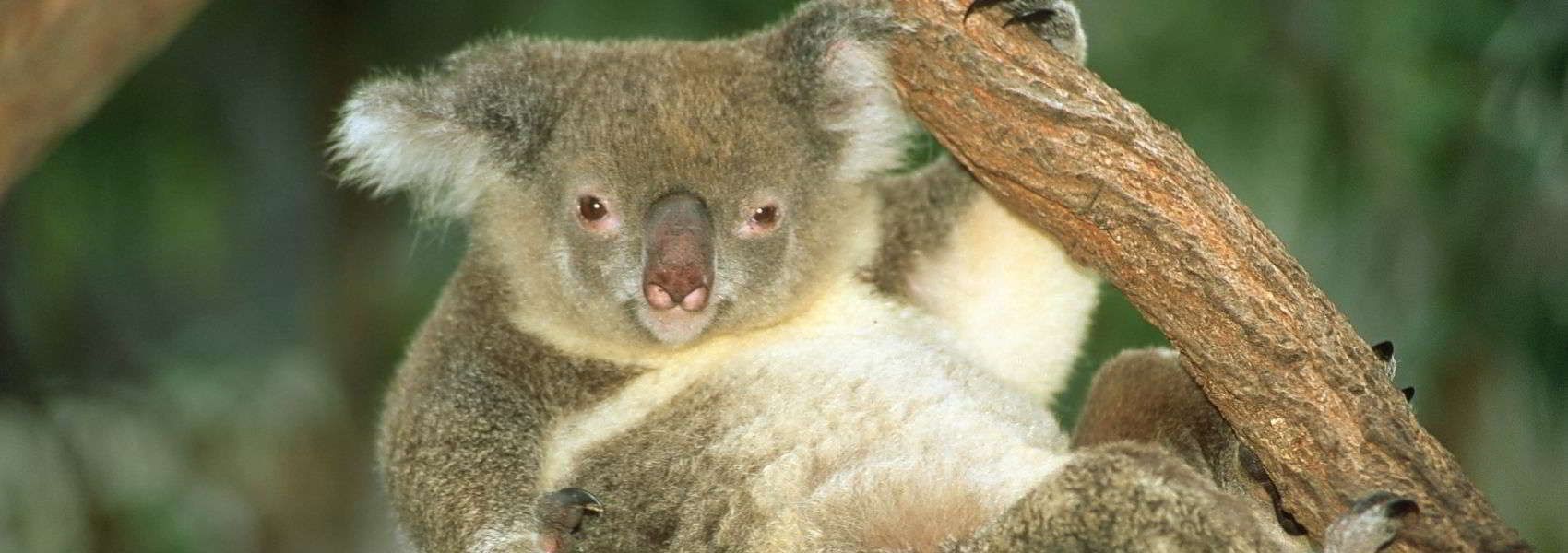 cosa vedere in Oceania foto di un koala