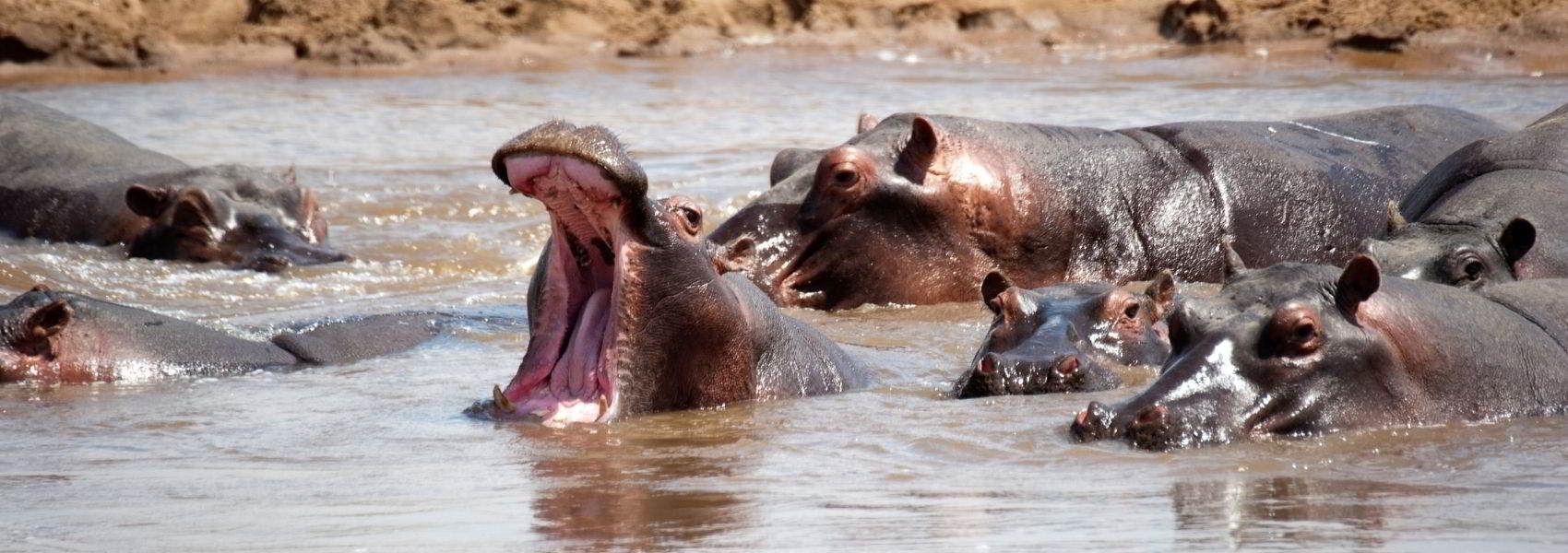 Cosa vedere in tanzania foto ipopotami