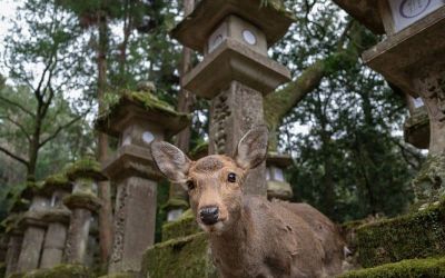 foto Nara e cervo