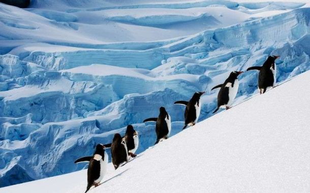 ammirare i pinguini in antartide