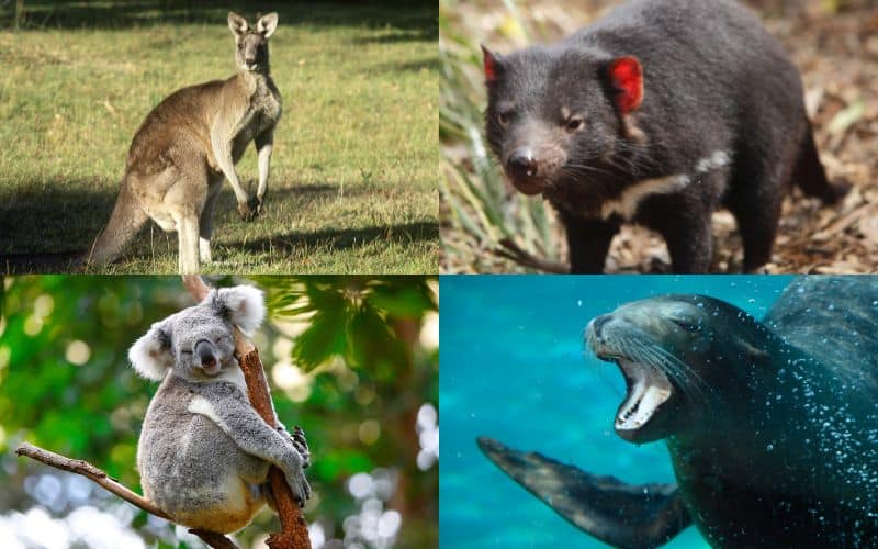 animali tipici dell'australia foto
